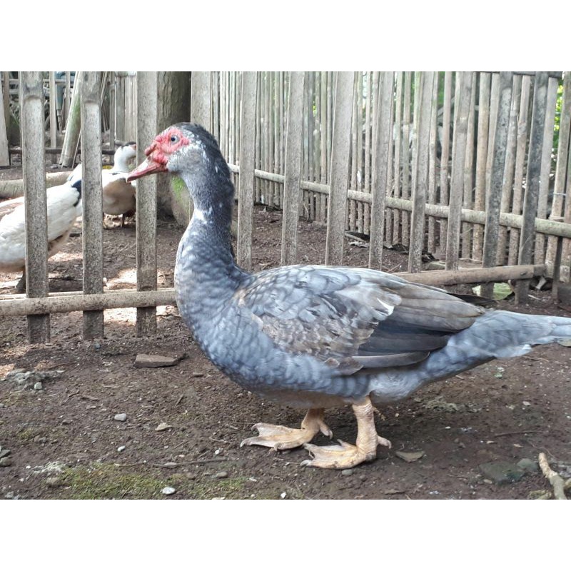 TELUR TETAS MENTOK / ENTOK HIAS LAVENDER UNTUK DI TETASKAN