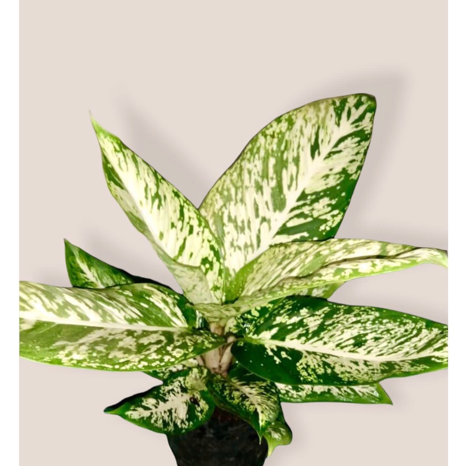 AGLONEMA DIVEN TISU BRAZIL