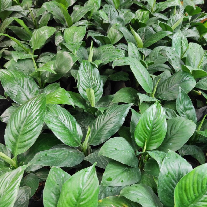 Tanaman Hias  Spatufilum / Peace Lily Bangkok Daun Lebar
