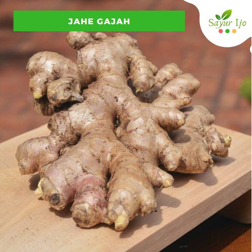 

Jahe Gajah Asli 240 - 250 Gram Fresh Ginger Bumbu Dasar Rempah Sayur Hijau Segar