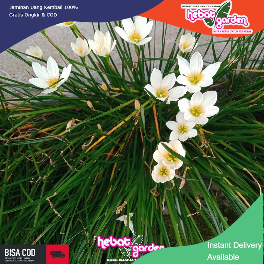 Rain Lily - lily Jarum - Bawang bawangan putih
