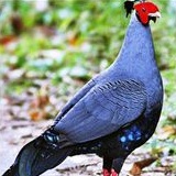 

telur ayam hias siamese fireback