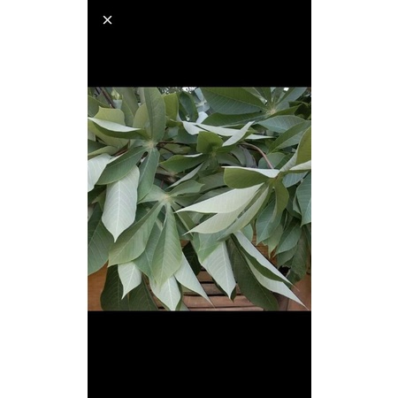 

Daun singkong karet
