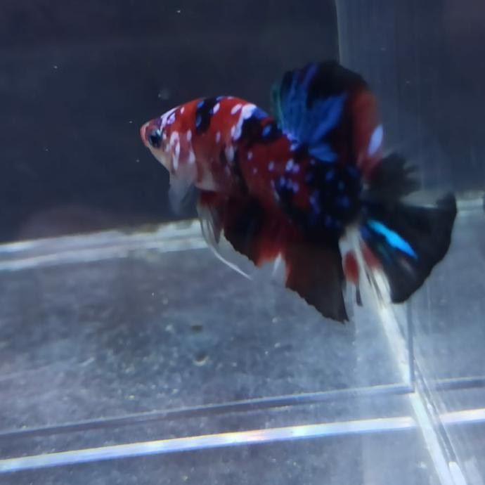 Ready Ikan Cupang Koi Multi Galaxy Jantan