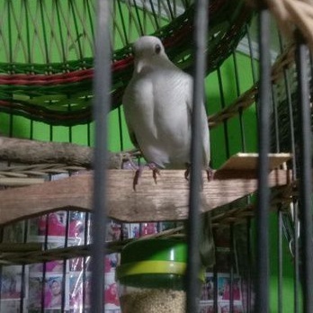 burung perkutut putih lurik Katuranggan banyumili