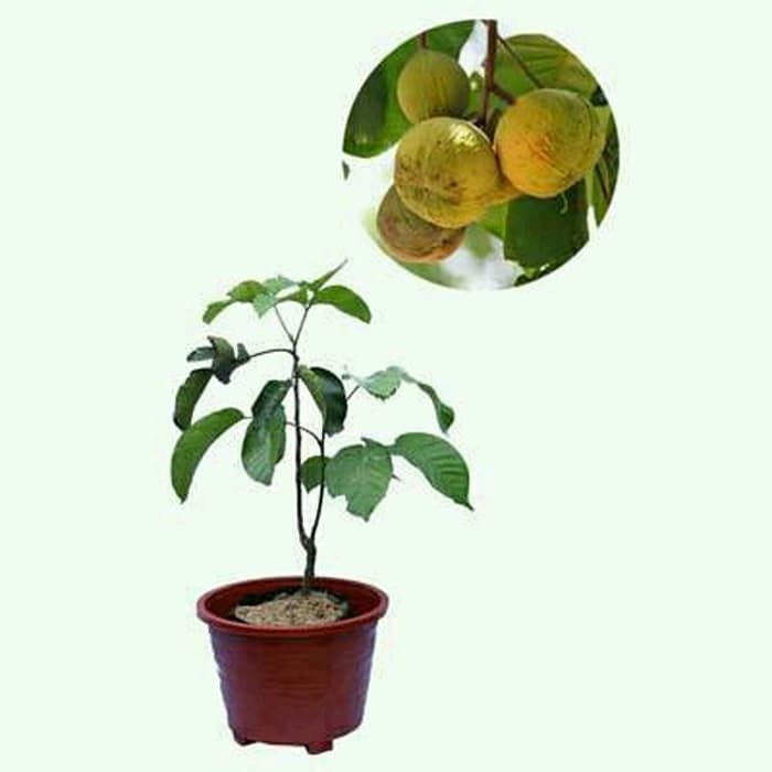 Bibit Tanaman Buah Kecapi