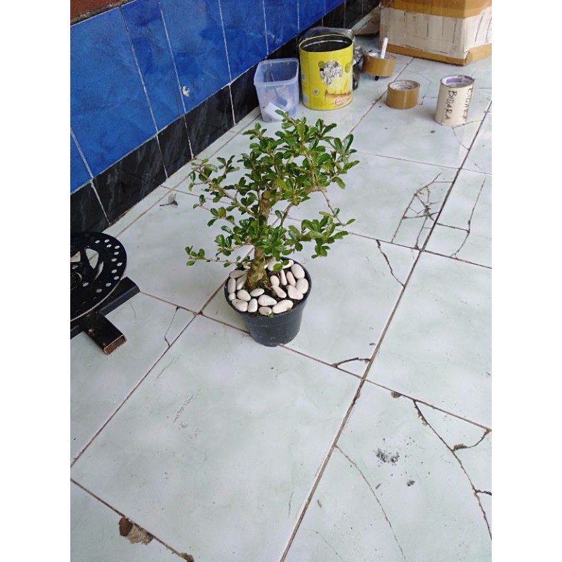 bonsai mame hokianti