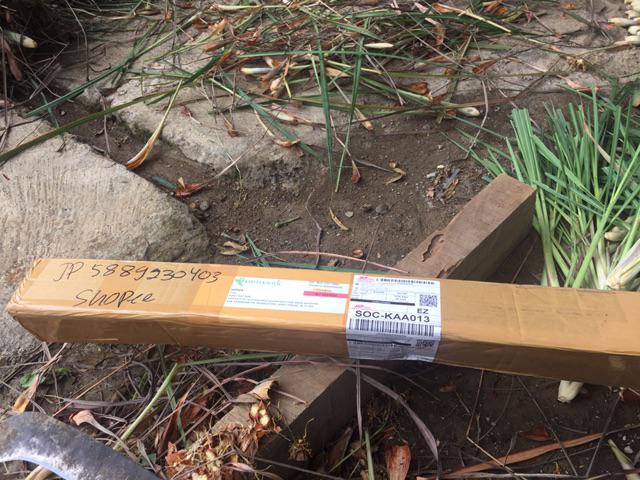 Tanaman Anggur Merah