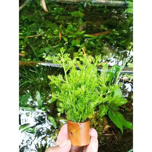 pakis air tanaman aquascape