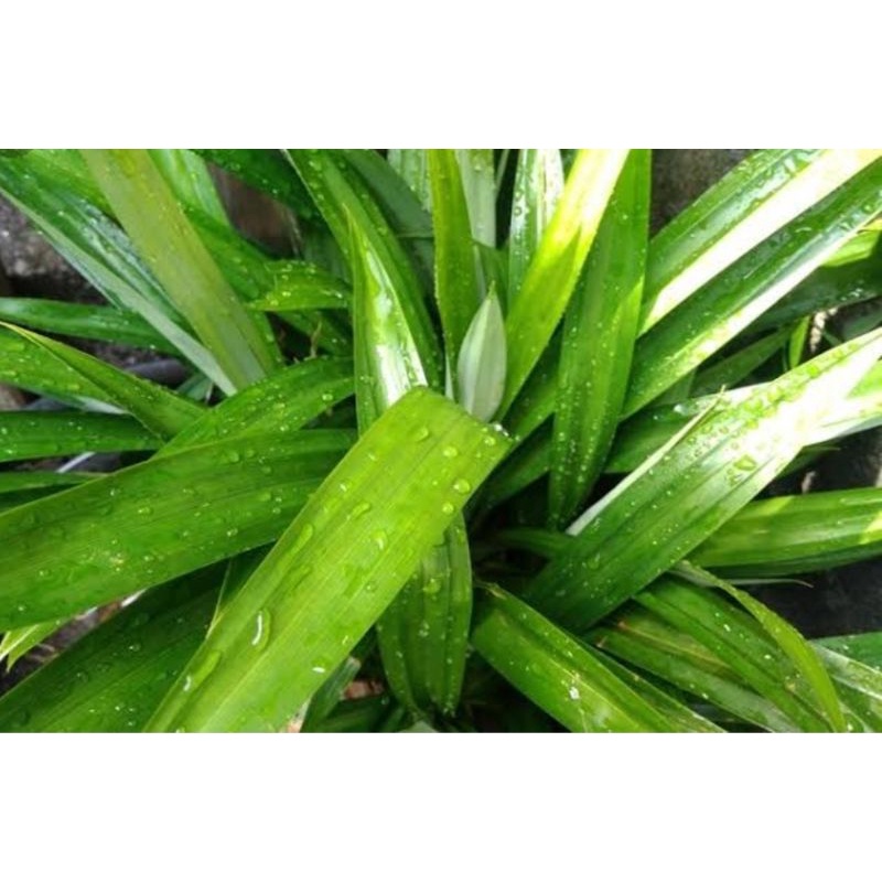 

Daun Pandan Segar Berkualitas 100%