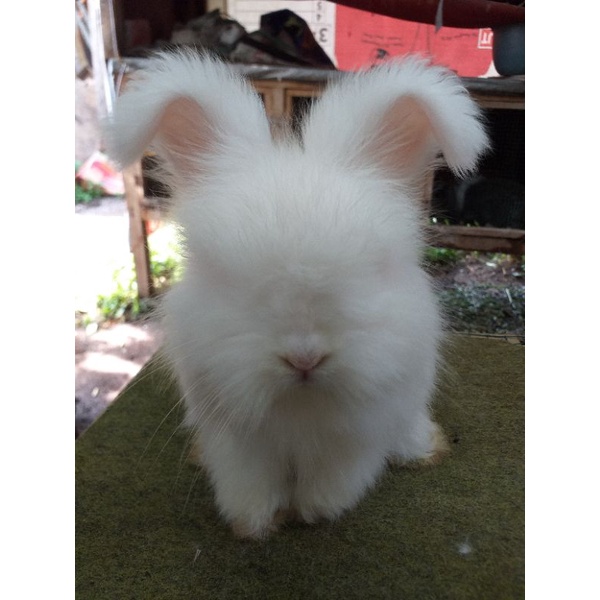 Kelinci Hias Anggora English