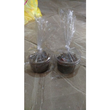 

ikan asin klotok 100ml