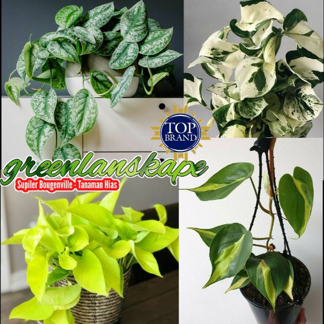PROMO Paket 4 Tanaman Pembersih Udara Shopee Indonesia PROMO Paket 4 Tanaman Pembersih Udara Shopee Indonesia