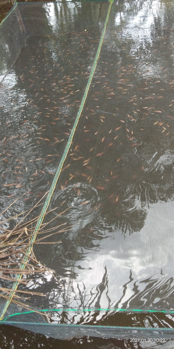 Tali Webing Lebar 5 Cm Meteran