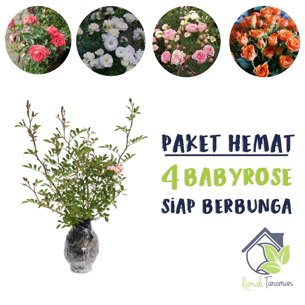 Paket 4 Tanaman Bunga Mawar Mini-Mawar Rambat
