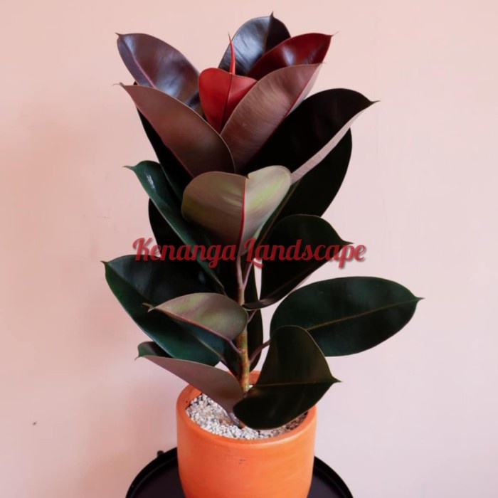 karet kebo ruby - tanaman hias karet kebo - ficus elastica