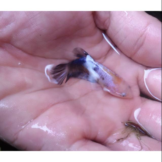 Cupang koi betina telur full siap kawin