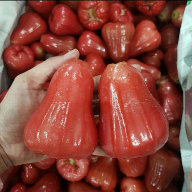 

JAMBU CITRA 1 KG FRESH