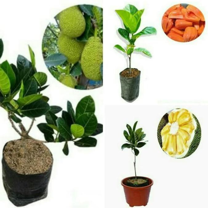bln Paket 3 Bibit Tanaman Buah Nangka Mini, Nangka Merah dan Nangka Madu