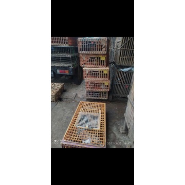 

Ayam Kampung Fresh