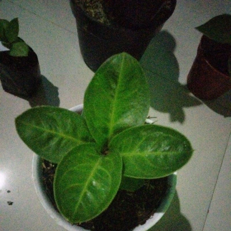 jemani mangkok lemon roset