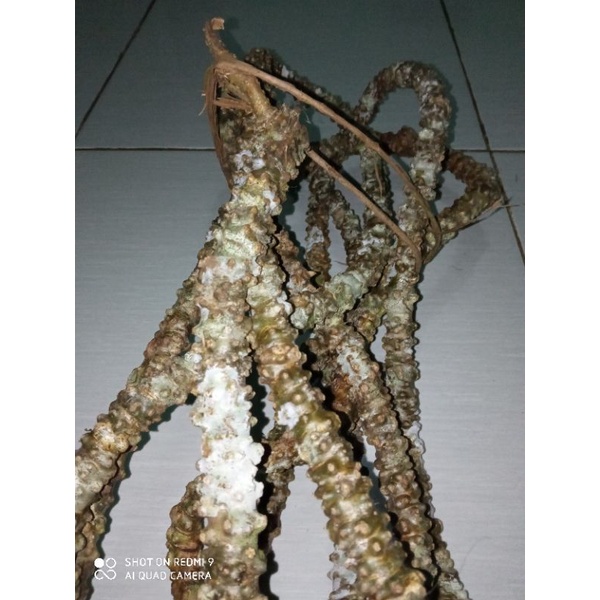 

batang batrawali/brotowali segar 1 kg
