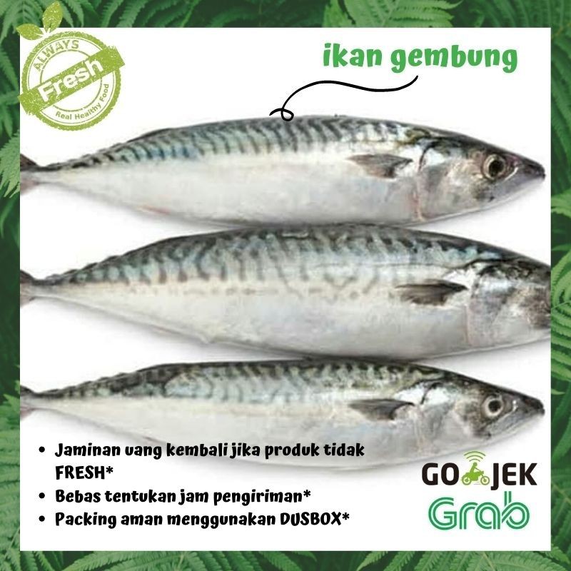

IKAN GEMBUNG IKAN SEGAR FRESH 500gram