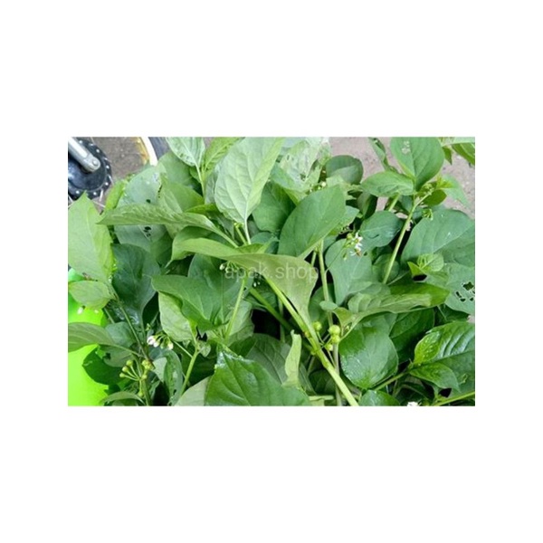 

Sayur Daun Meranti 1 ikat