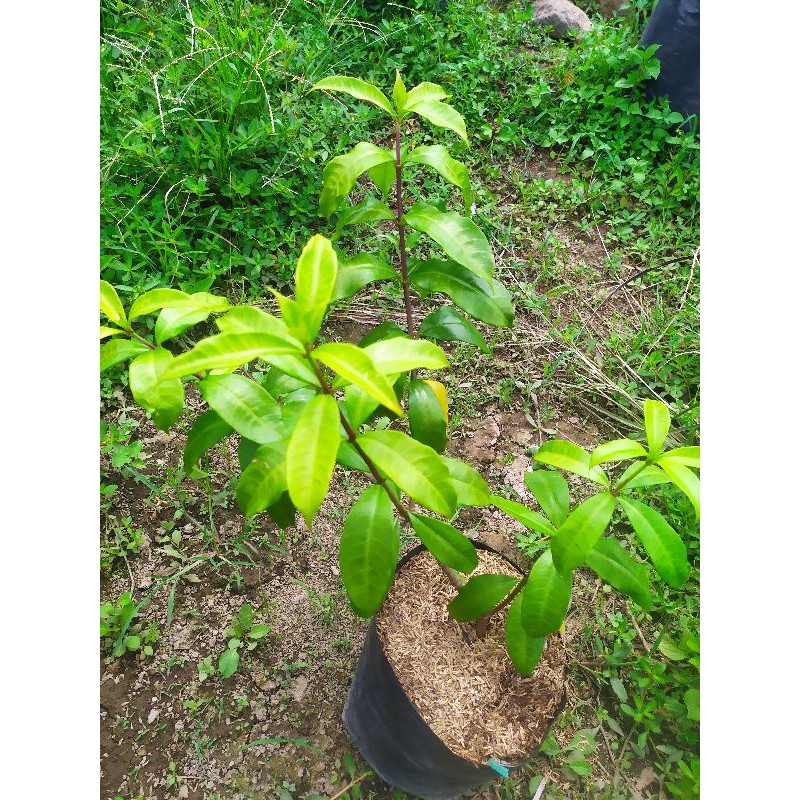 alamanda kuning pohon bunga alamda kuning bunga alamanda
