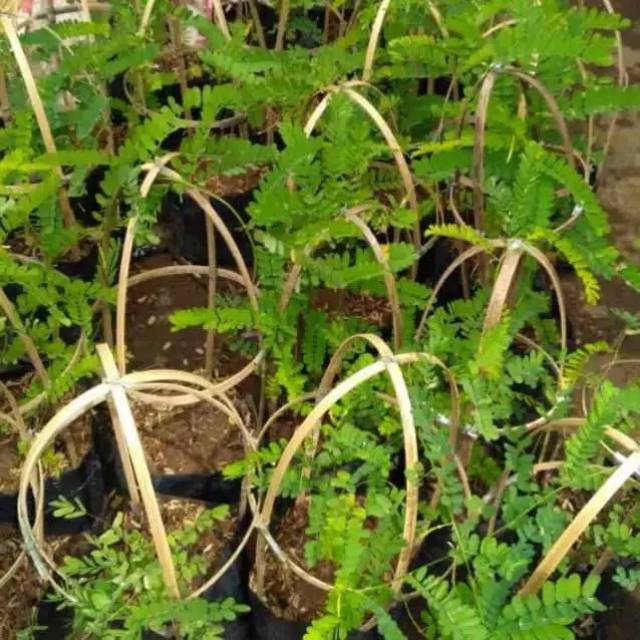 tanaman rambat saga obat