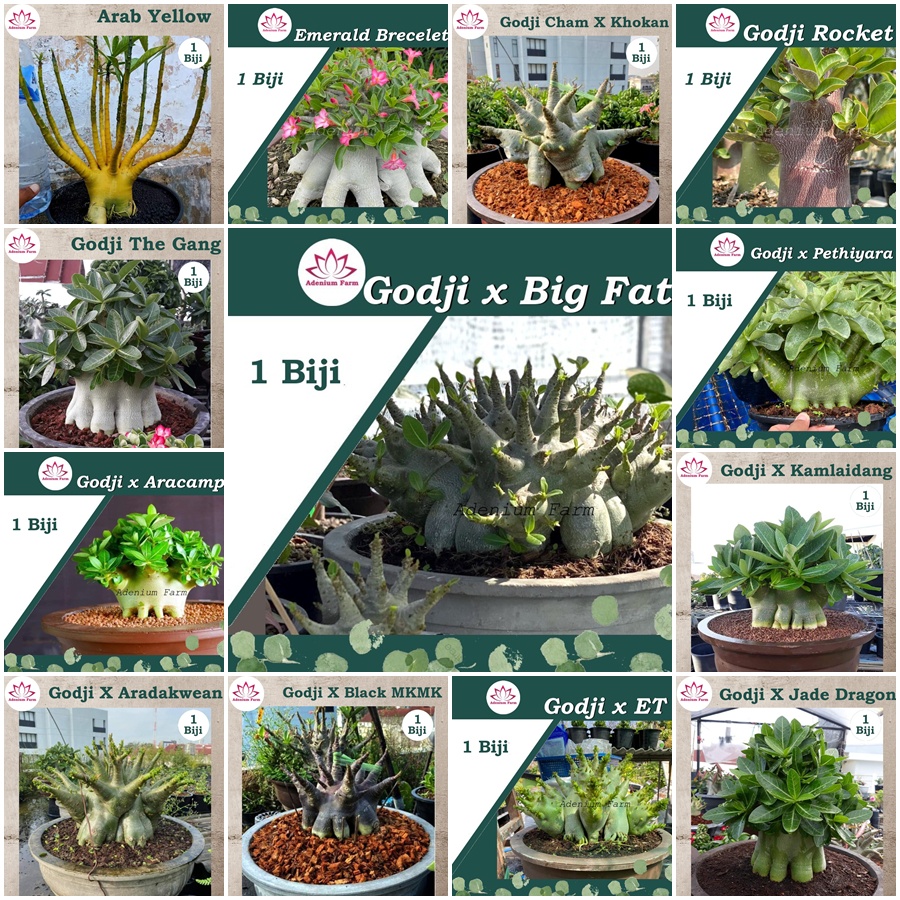Benih Biji Bibit Adenium Arabikum Hibrid Godji Nomsod Thaisoco Somalen DHA Kamboja Jepang Thailand