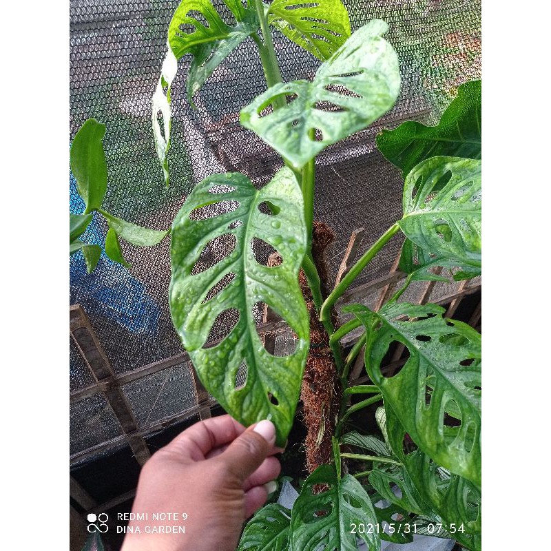 monstera acuminata