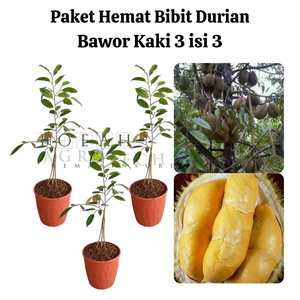 Paket Hemat Bibit Durian Bawor Kaki 3 Isi 3 Bonus Bibit Strawberry+Polibag