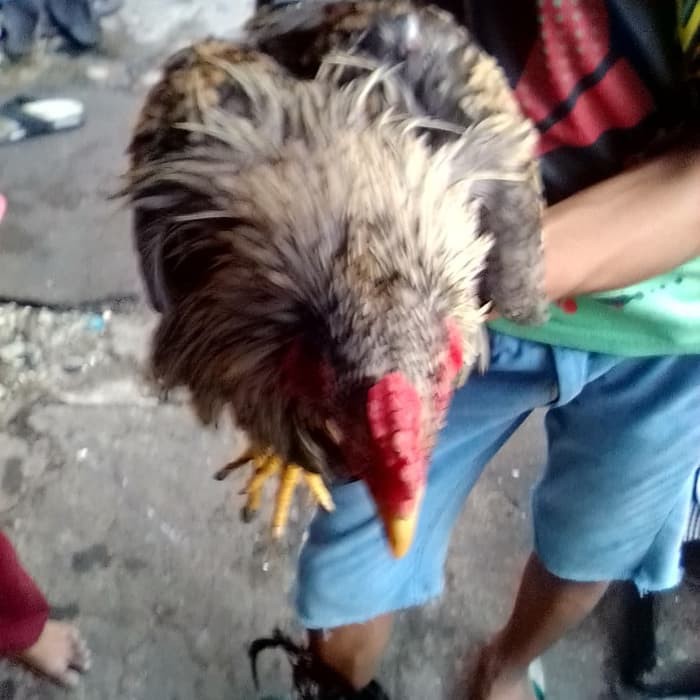 

Ayam Kampung Borongan