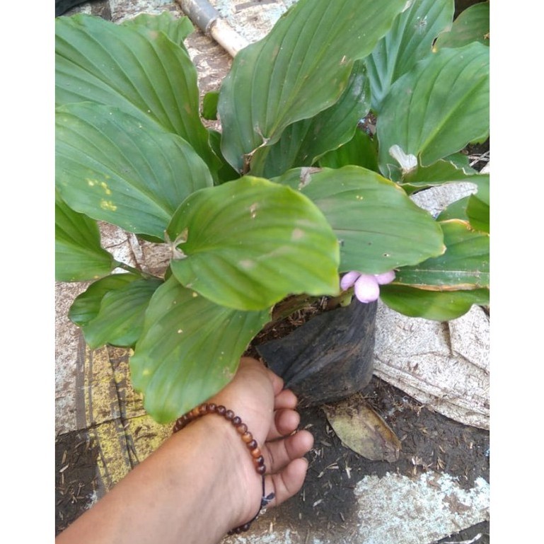 Bunga Calathea Kaempferia Parviflora Kalatea Kencur Cantik Murah Berkualitas