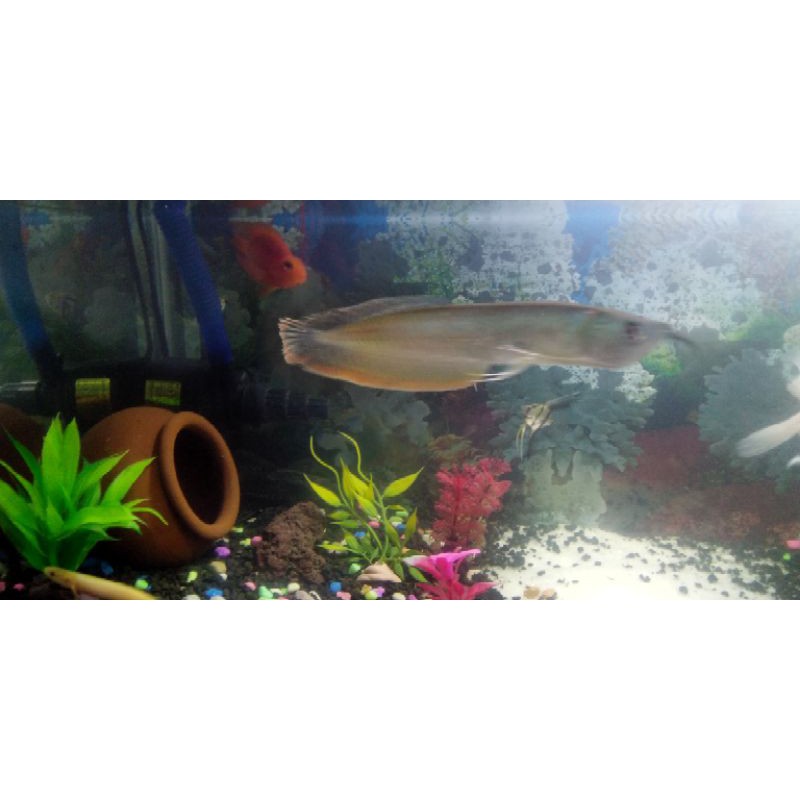Arowana Silver Red +Chip+Sertifikat(*)