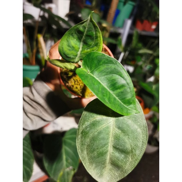 syngonium frosted heart