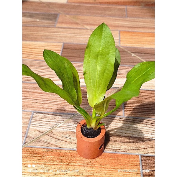 echinodorus major martii media pot tanaman aquascape