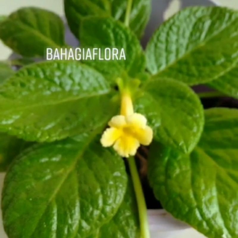 tanaman gantung Episcia tropical topaz / episcia bunga kuning