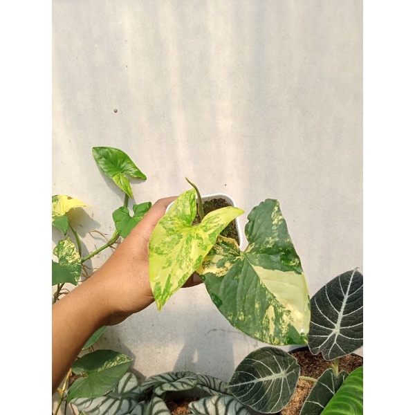 syngonium varigata yellow