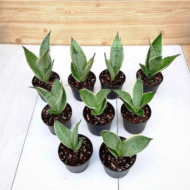 Tanaman Hias sansivera trifasciata - sansivera silver mini - sansivera .
