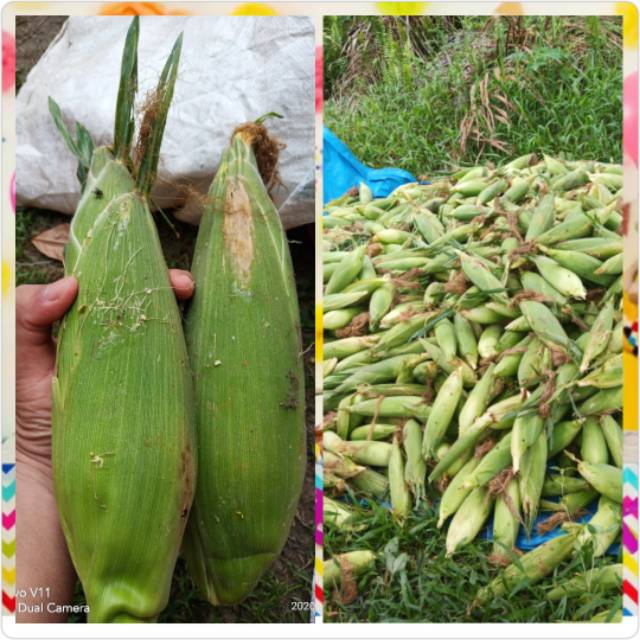 

Jagung Manis Paragon Berkualitas