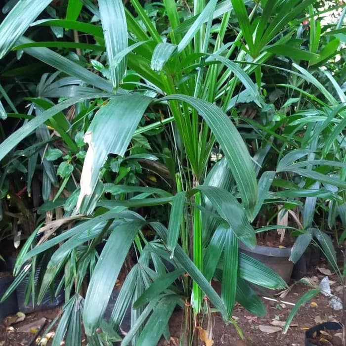 tanaman indoor palem regu - pohon palem palem regu - tanaman indoor