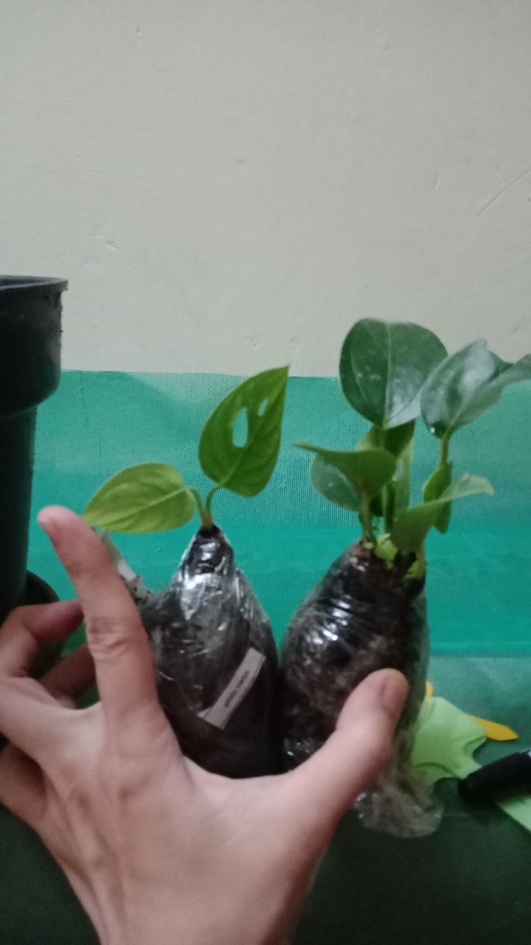 Tanaman Hias Philodendron Swiss(swiss Ceese Vine)