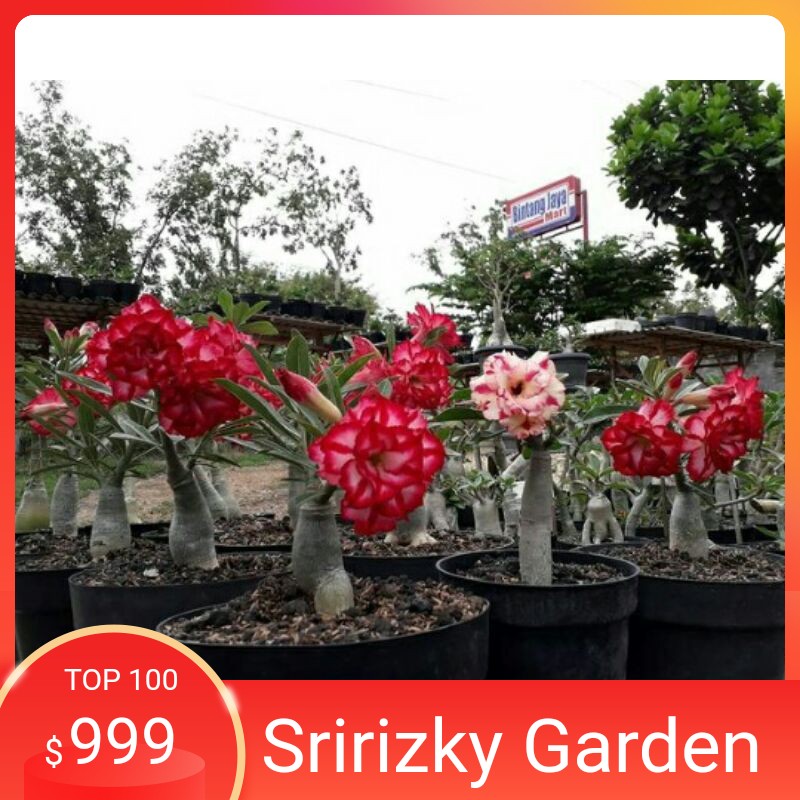 

Bibit Kamboja Jepang Merah Merona (Adenium)