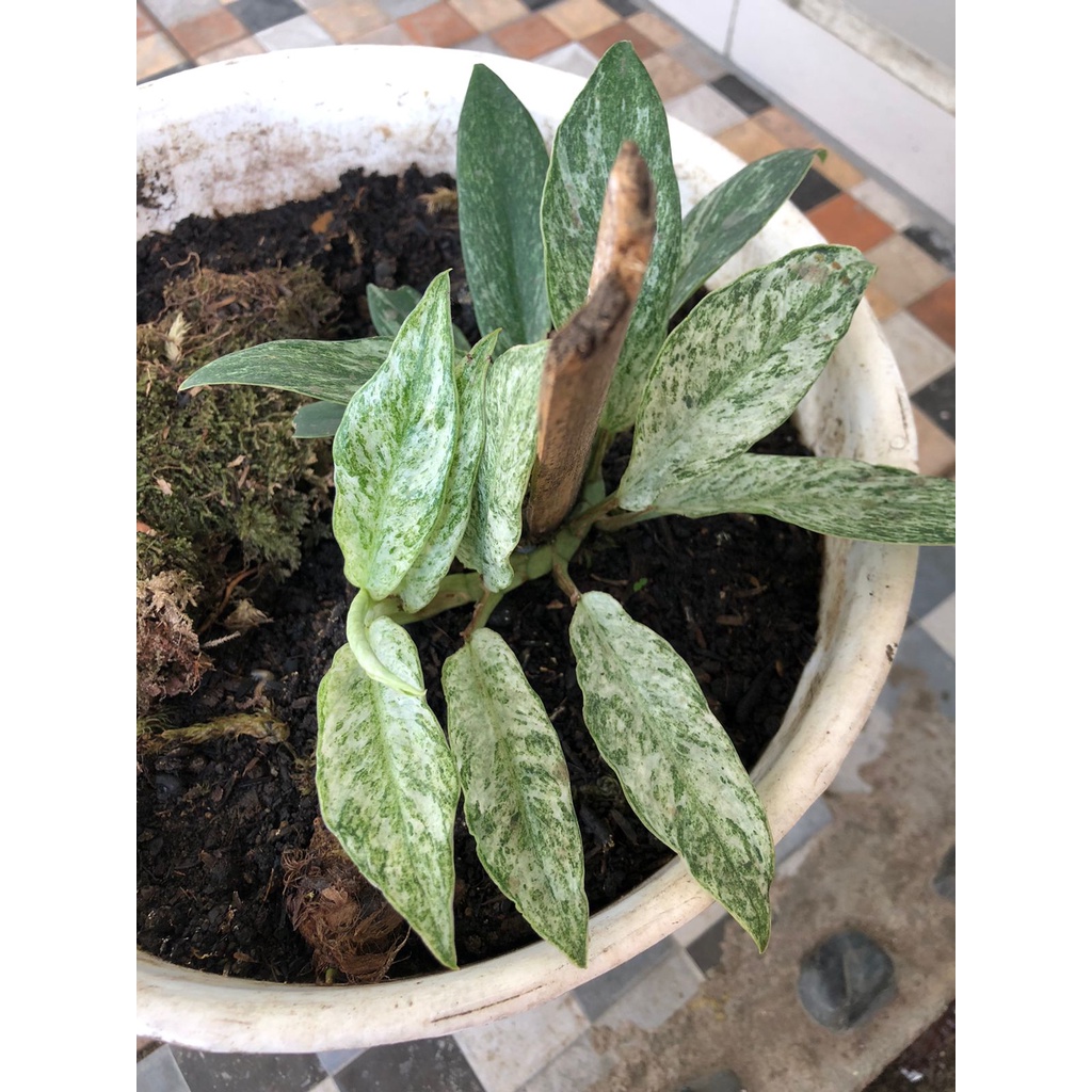 rapidopora eliptifolia varigata rhaphidophora elliptifolia variegata kode 2