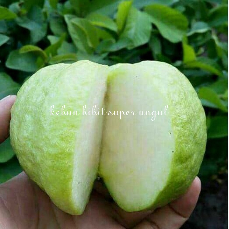 BIBIT POHON JAMBU SUKUN PUTIH