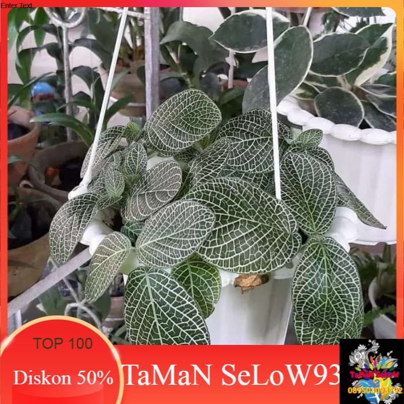 pohon epicia mutiara-tanaman hias epicia mutiara