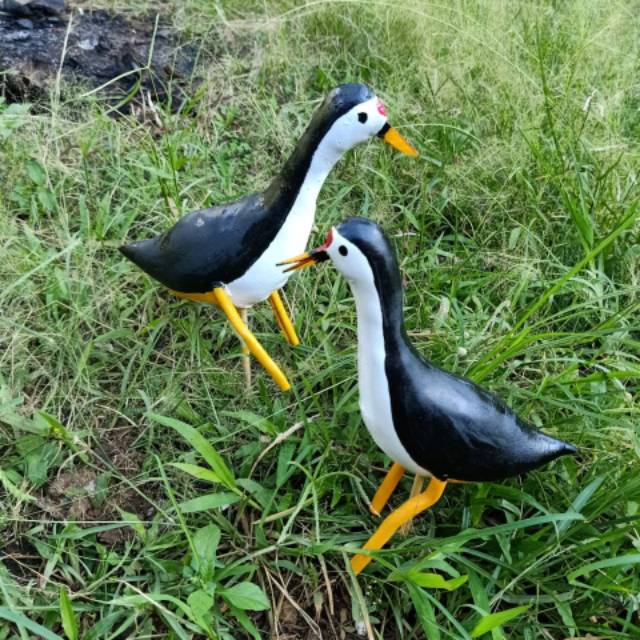 530+ Sketsa Gambar Burung Ruak Ruak HD Terbaik