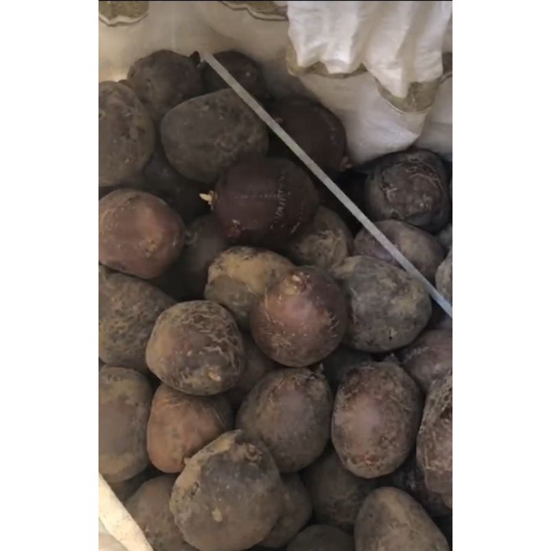 

zurriat MADINAH (utuh)